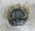 Beautiful Leonaspis Trilobite - Great Prep Work #18578-4